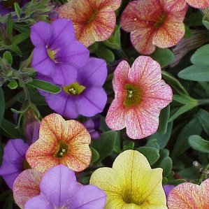 Calibrachoa Hybrida, para jardines soleados