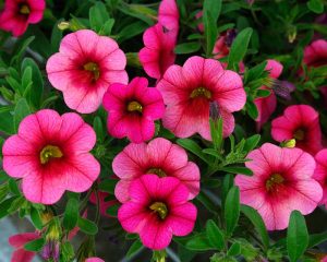 Calibrachoa Hybrida