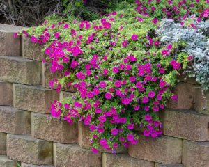 Calibrachoa Hybrida