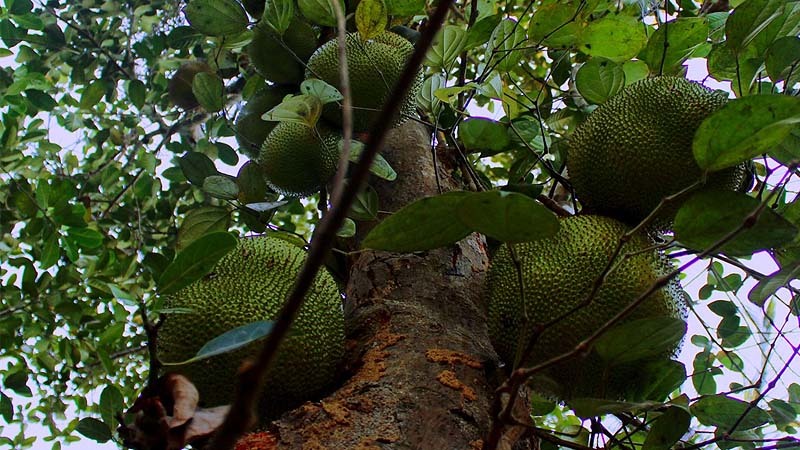 arbol del pan