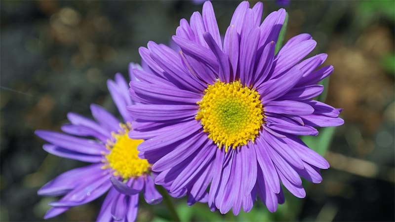 aster