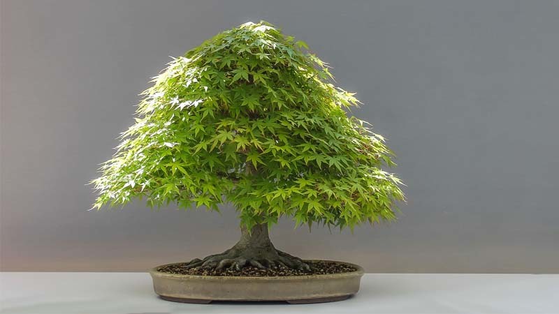 bonsai