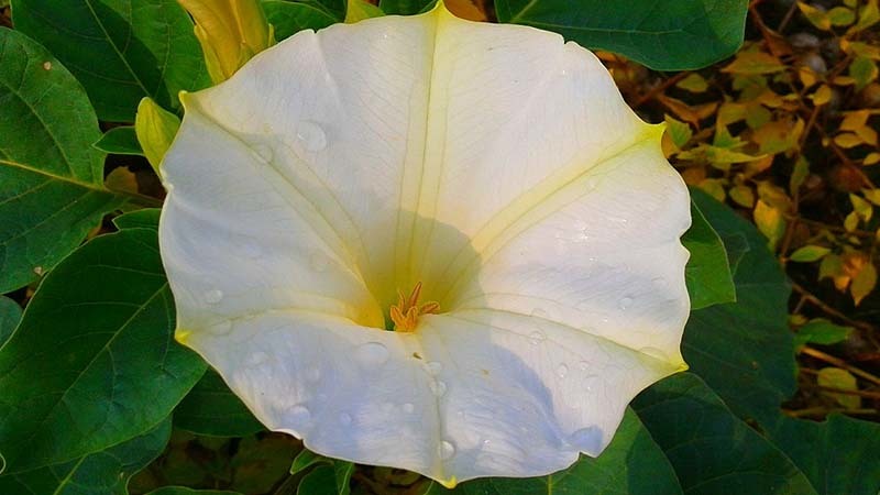 Datura inoxia