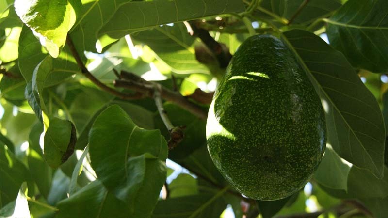 aguacate