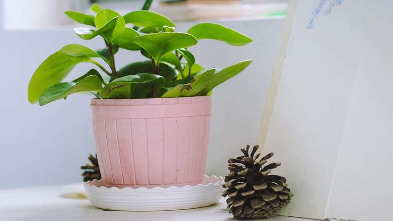 planta de interior