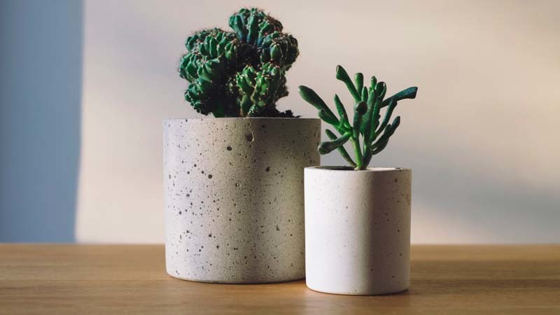 plantas de escritorio