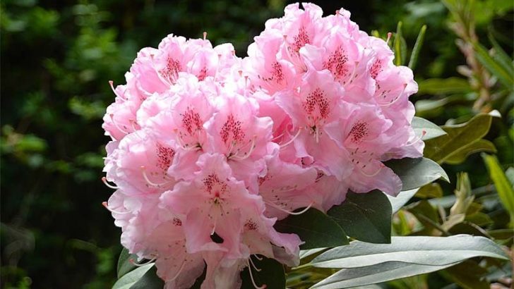 5 Plantas resistentes al frío para tu jardín