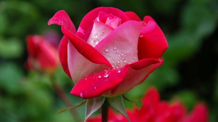 Curiosidades sobre las rosas