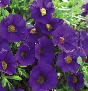 Calibrachoa Hybrida