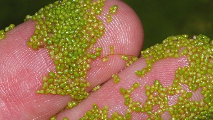 Wolffia Angusta: La flor más pequeña del mundo