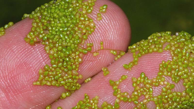 Wolffia Angusta