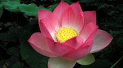 Nelumbo Nucifera: Flor de loto