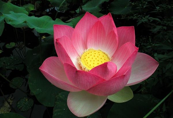 Nelumbo Nucifera: Flor de loto