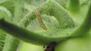 5 especies de orugas de la huerta