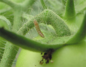 5 especies de orugas de la huerta