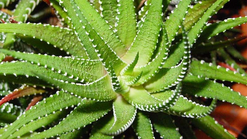 aloe vera