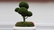 Plantas para tener en un apartamento