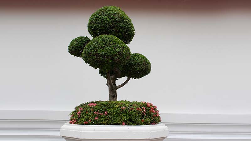 bonsai