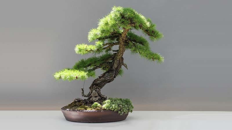bonsai