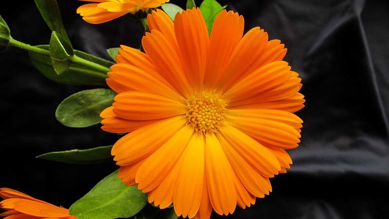 calendula