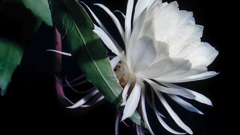 dama de noche