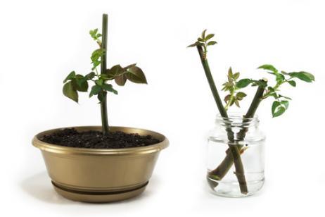 Cómo elegir esquejes de tallo para trasplantar plantas