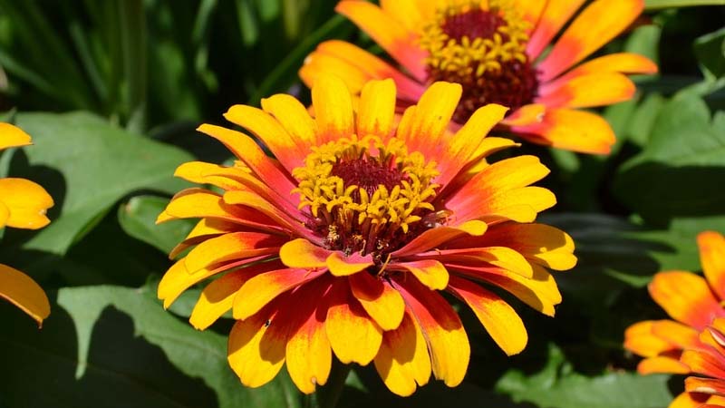 flores