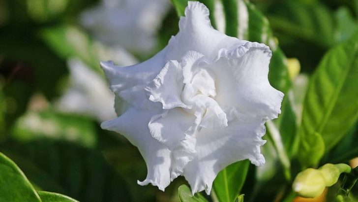 Las mejores plantas aromáticas para tu jardín