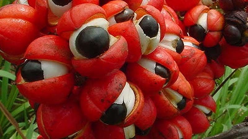 guarana