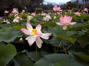 Flor de Loto