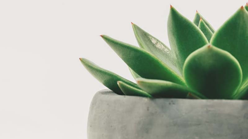 planta