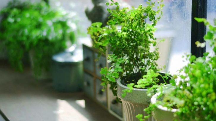 Dónde colocar las plantas