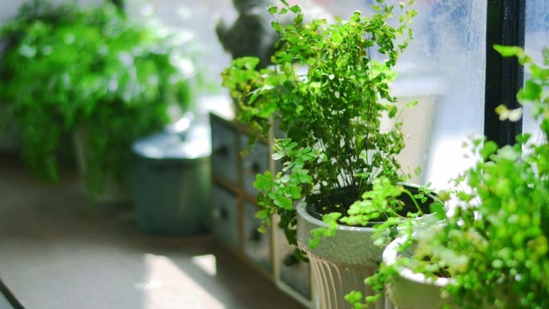 plantas
