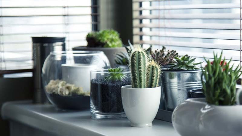 plantas