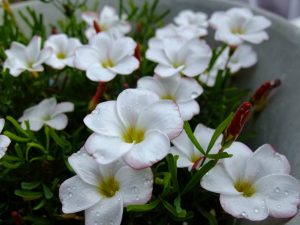 Oxalis versicolor 