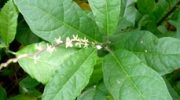 La planta del anamú y sus propiedades