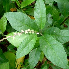 La planta del anamú y sus propiedades