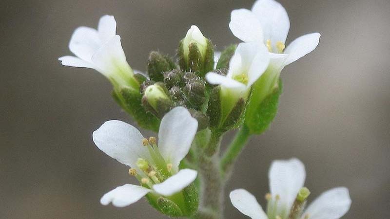 arabidopsis