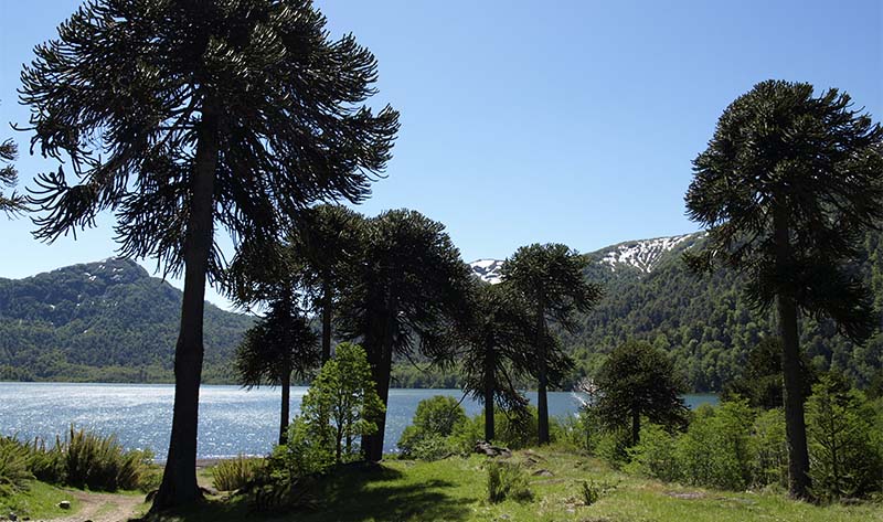 araucaria