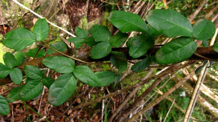 Métodos de defensa de las plantas