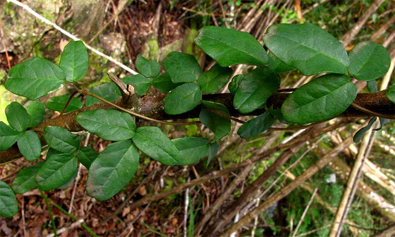 boquila trifoliolata
