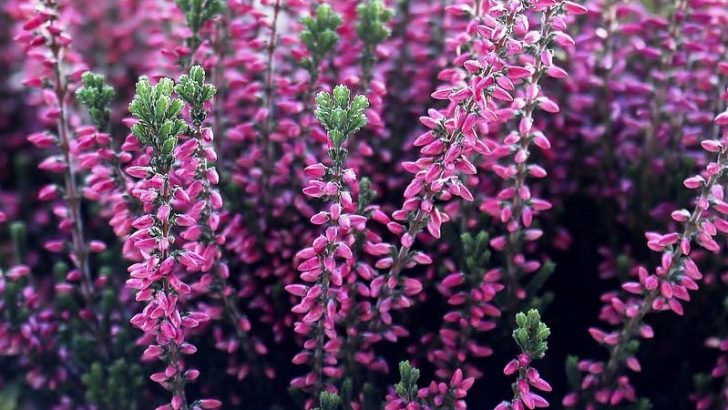 Plantas y flores que crecen aún con frío