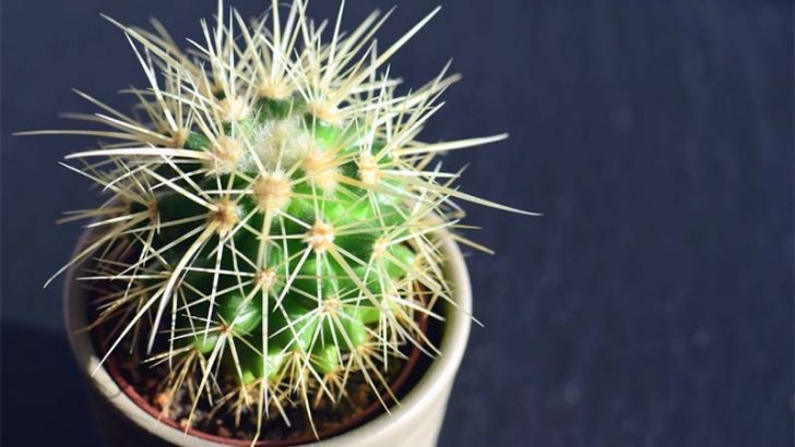 3 plantas que necesitan pocos cuidados