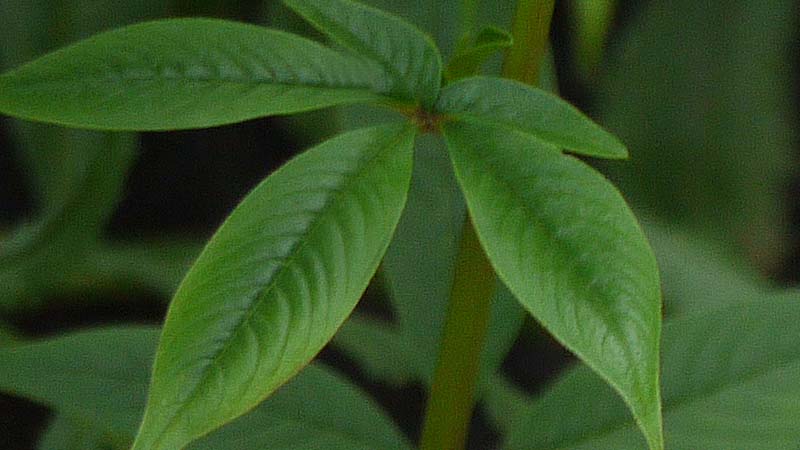 Cleoserrata serrata