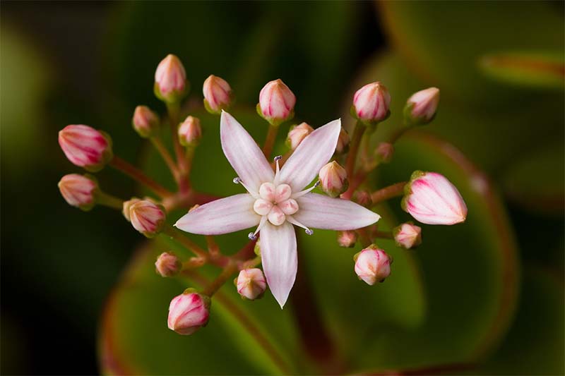 crassula