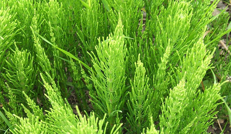 equisetum arvense