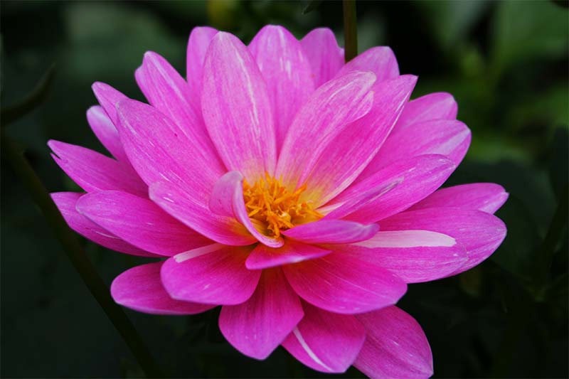 flor