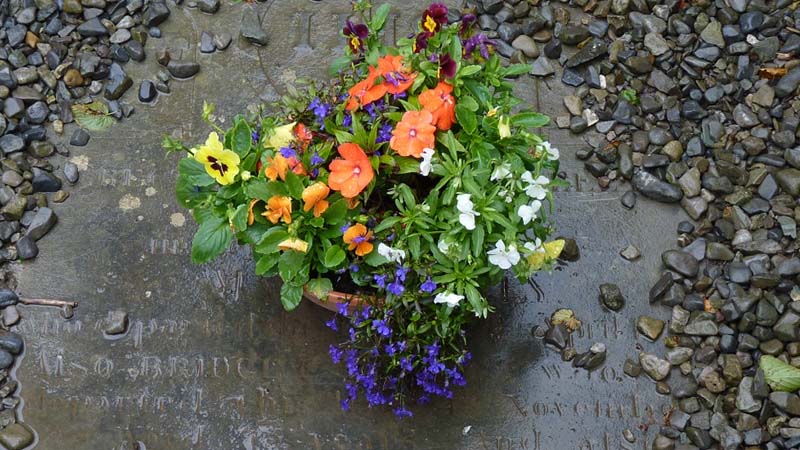 flores