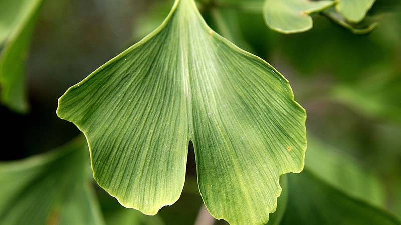 ginkgo-biloba