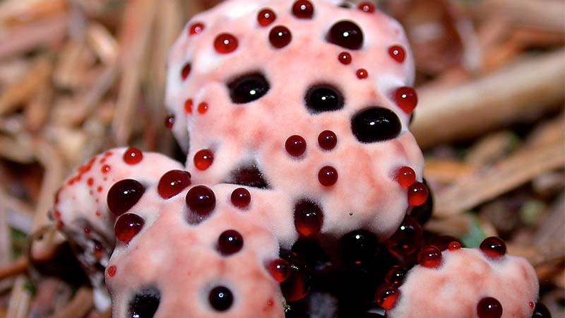 hydnellum